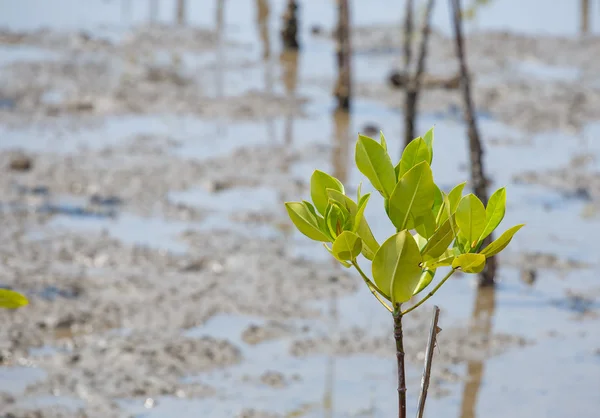 Vid låga tidvattnet mangroveskogar. — Stockfoto