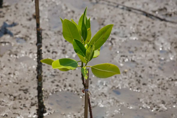 Vid låga tidvattnet mangroveskogar. — Stockfoto