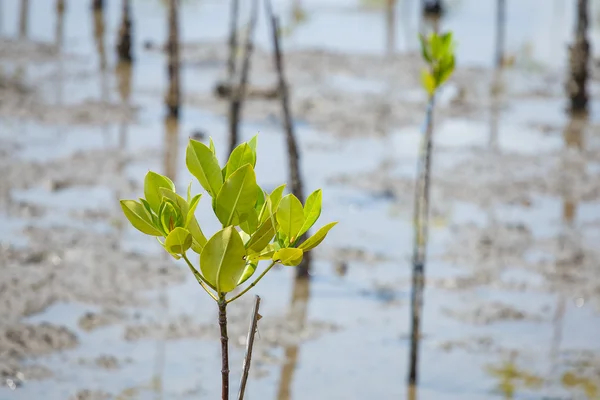 Con la bassa marea le foreste di mangrovie . — Foto Stock