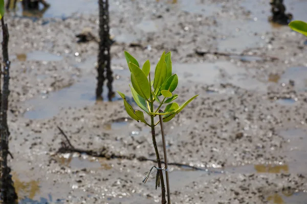 W czasie odpływu lasy mangrowe. — Zdjęcie stockowe