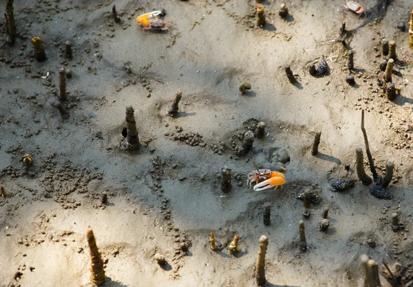 Krabbor lever i Mangrove. — Stockfoto