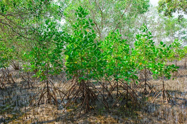 Foresta di mangrovie quando l'acqua di mare scende in Thailandia — Foto Stock