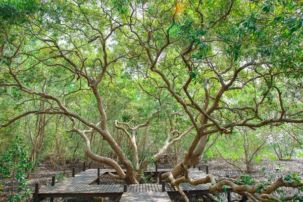 Flooded trees in mangrove rain forest in thailand — Stock Photo, Image