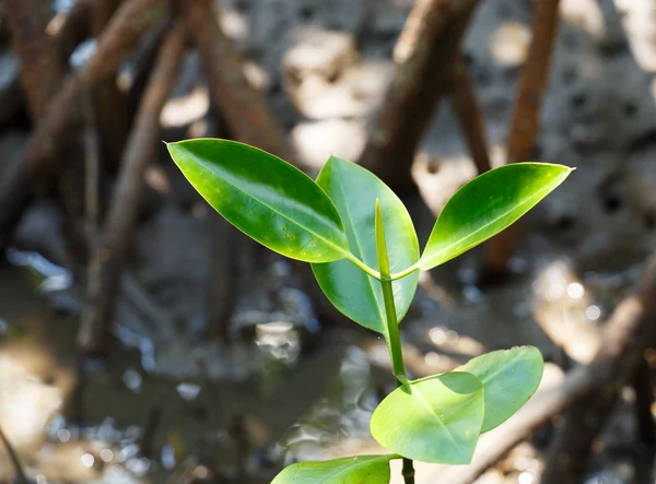 Alacsony dagály a mangrove erdők. — Stock Fotó