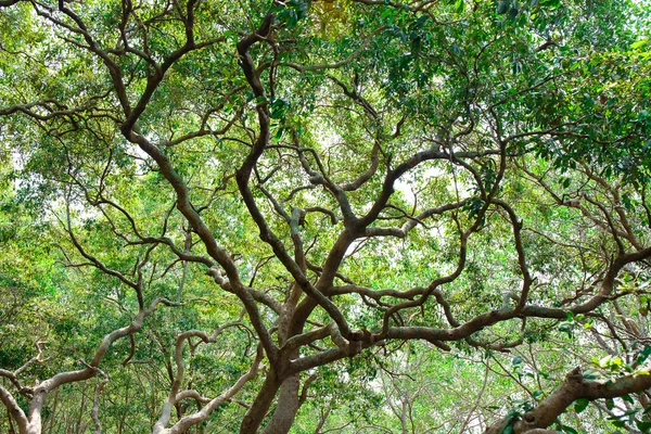 Überflutete Bäume in Mangroven-Regenwald in Thailand — Stockfoto