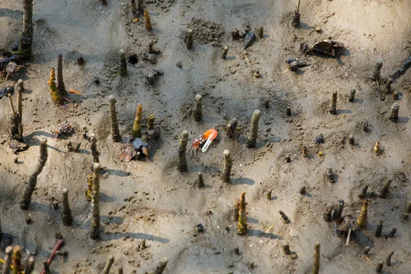 Krabbor lever i Mangrove. — Stockfoto