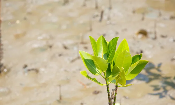 Alacsony dagály a mangrove erdők. — Stock Fotó