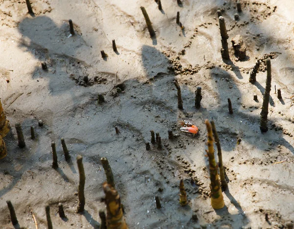 Krabbor lever i Mangrove. — Stockfoto