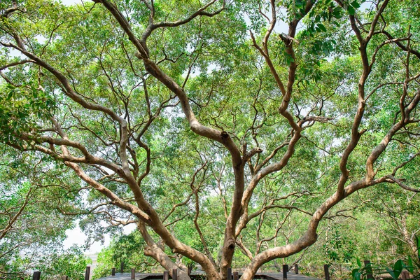 Überflutete Bäume in Mangroven-Regenwald in Thailand — Stockfoto