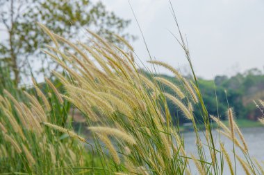 Buğdaygiller çimen çiçek kırsal Tayland kadar kapatın