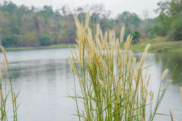 Close up Poaceae grama flor campo da Tailândia — Fotografia de Stock