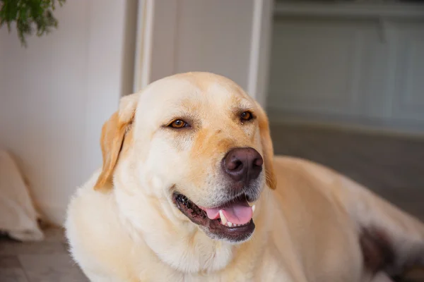 Dog is sleeping beside the  door. — Stock Photo, Image