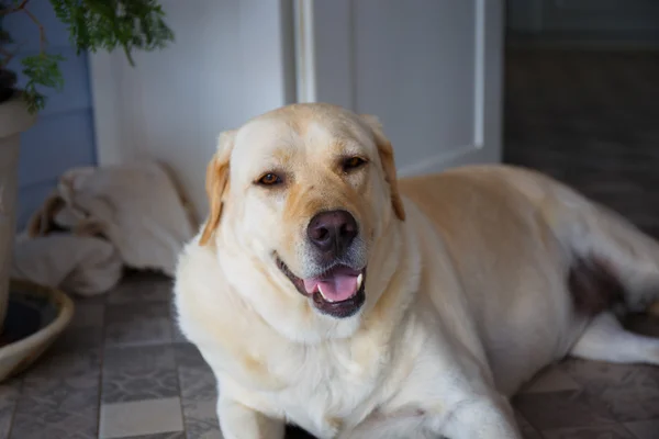 Chien dort à côté de la porte . — Photo