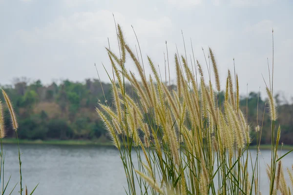 Primer plano Poaceae hierba flor campo de tailandia — Foto de Stock