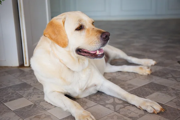 Dog is sleeping beside the  door. — Stock Photo, Image