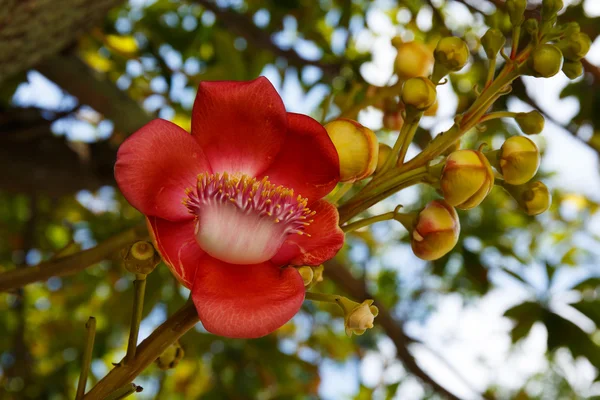 Close up beautiful flower cannonball flower. — Stock Photo, Image