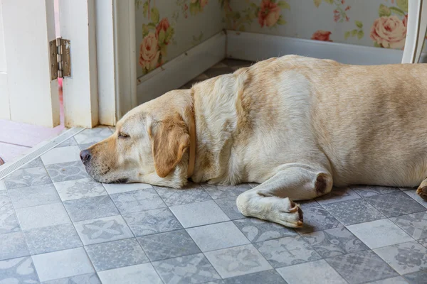 Hunden sover bredvid dörren. — Stockfoto