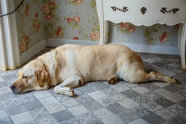 Hunden sover bredvid dörren. — Stockfoto