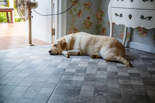 Hunden sover bredvid dörren. — Stockfoto