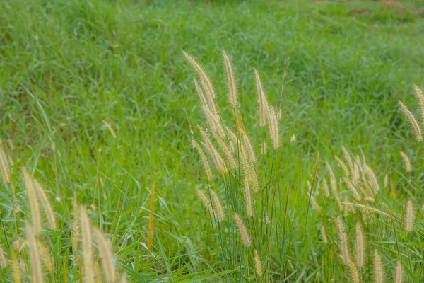 Närbild Poaceae gräs blomma landsbygden i thailand — Stockfoto