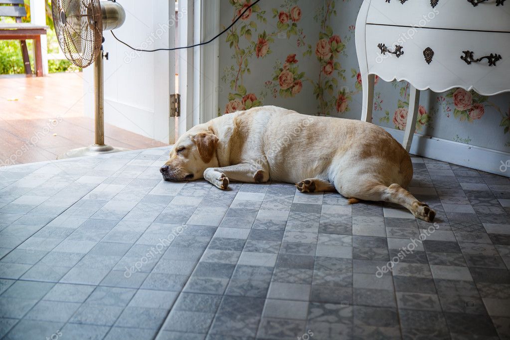 Dog is sleeping beside the door. — Stock Photo © photonewman 109436584