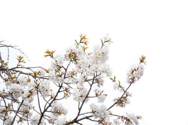 Sakura çiçek çiçeklenme başlıyor