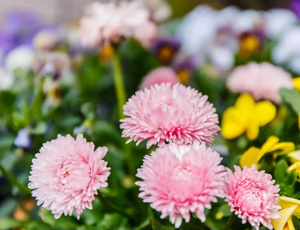 Barevné růžové květy chryzantém zblízka — Stock fotografie
