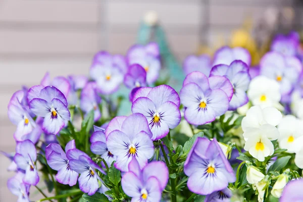 Lila Blume aus nächster Nähe im Garten — Stockfoto