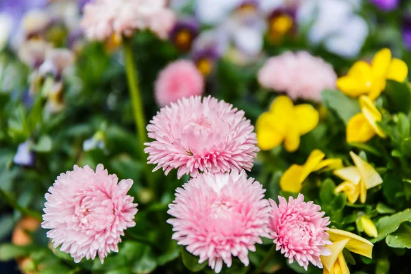 Coloridas flores de crisantemo rosa de cerca — Foto de Stock