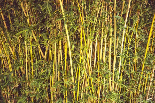 Yeşil Bambu orman Tayland — Stok fotoğraf