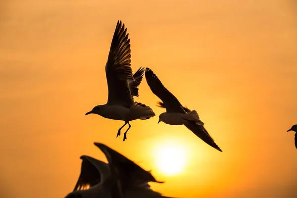 Gaivotas no Bang Poo Tailândia . — Fotografia de Stock