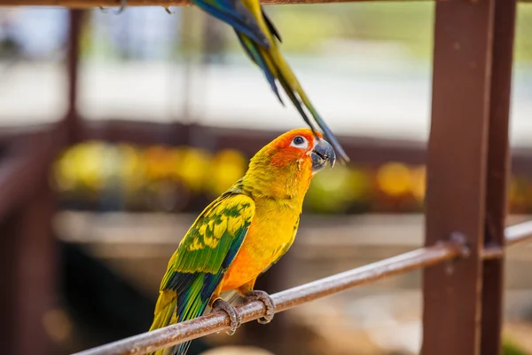 Perroquet gros plan dans le zoo — Photo