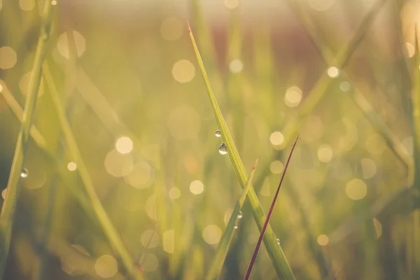 Waterdruppel op groen gras — Stockfoto