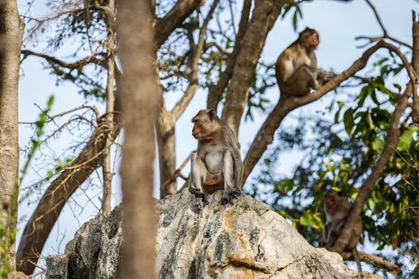 Μαϊμού στο δέντρο — Φωτογραφία Αρχείου