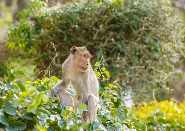 Macaco na árvore — Fotografia de Stock