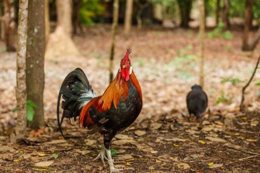 Ormanda vahşi horoz