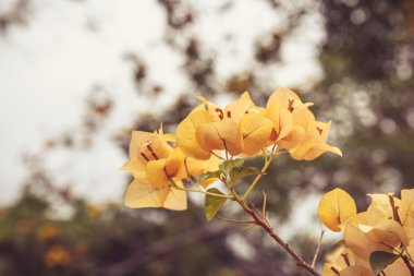  Begonvil glabra Choisy çiçek