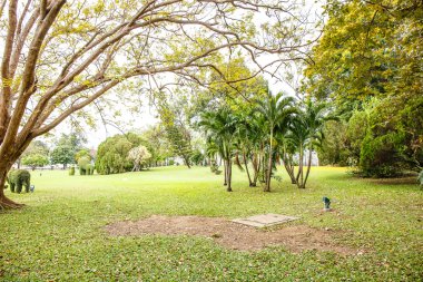 Mavi gökyüzü ile çim