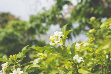 bahçede portakal Yasemin