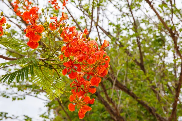 Flores de pavão laranja — Fotografia de Stock