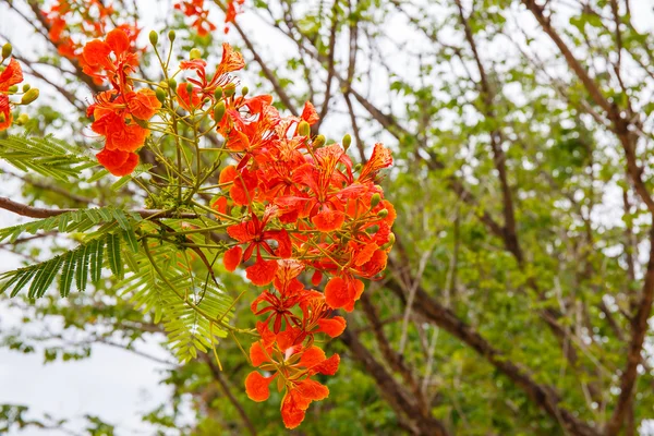 Oranje peacock bloemen — Stockfoto