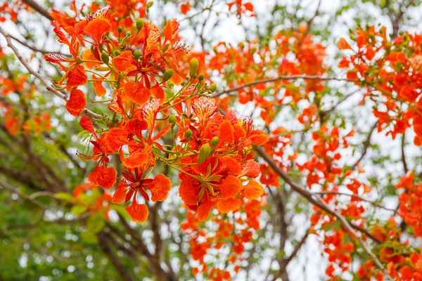 Flores de pavo real naranja — Foto de Stock