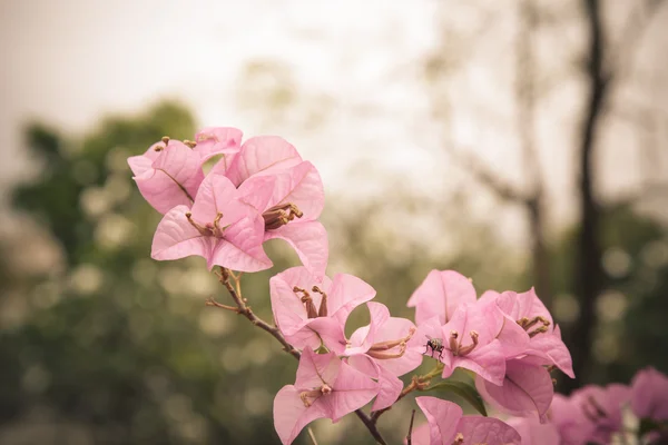 Bougainvillea glabra Choisy fleur — Photo