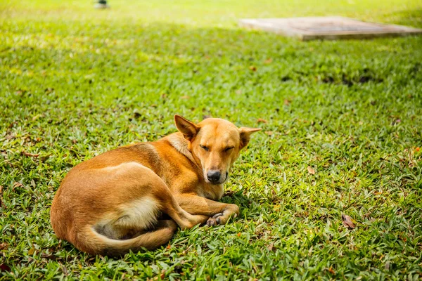 Hunden sover i gräs gård — Stockfoto