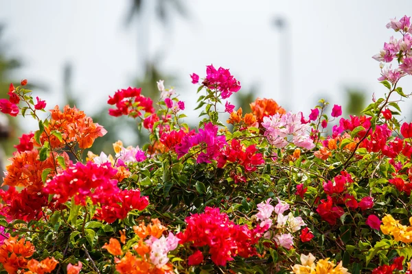 Kleurrijke bougainville bloem — Stockfoto