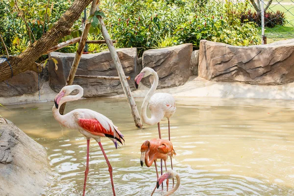 Famingos no zoológico — Fotografia de Stock