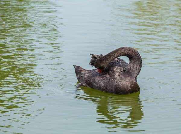 Cisne negro en estanque — Foto de Stock