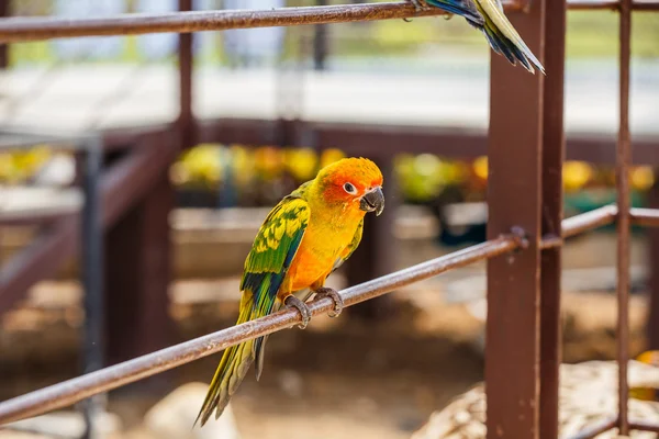 Papagei aus nächster Nähe — Stockfoto