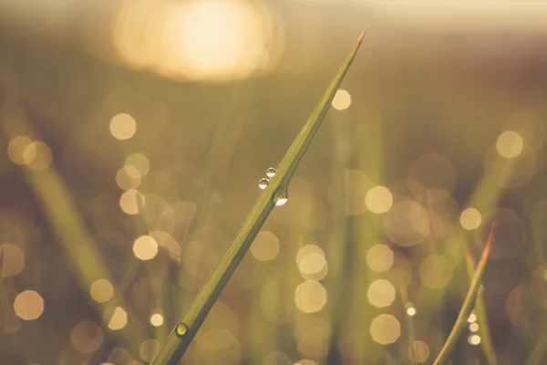 Wassertropfen auf grünem Rasen — Stockfoto