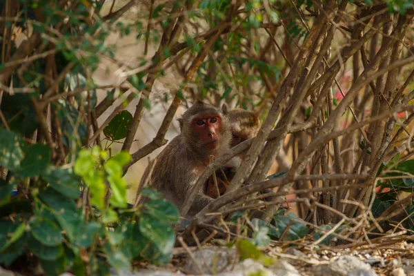 Macaco sentado atrás de arbustos — Fotografia de Stock